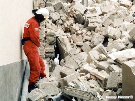 Idemo by Windrush im Rettungshundeeinsatz nach einer Gasexplosion am 04. August 1998 in der Lepsiusstr. 57 in Berlin.